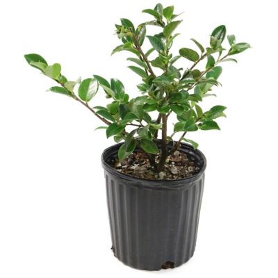 Image showing  3 gal. Potted Pink Camellia Susy Dirr Shrub Bush with Flowers