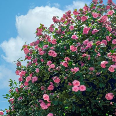 Image showing  3 gal. Potted Pink Camellia Susy Dirr Shrub Bush with Flowers