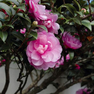 Image showing  3 gal. Potted Pink Camellia Susy Dirr Shrub Bush with Flowers