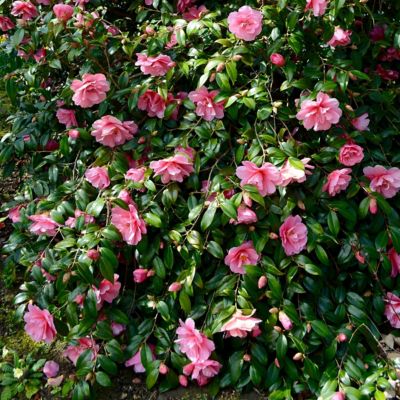 Image showing  3 gal. Potted Pink Camellia Susy Dirr Shrub Bush with Flowers