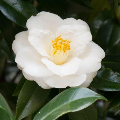 Image showing  3 gal. Potted White Camellia Mine No Yuki Shrub Bush with Flowers