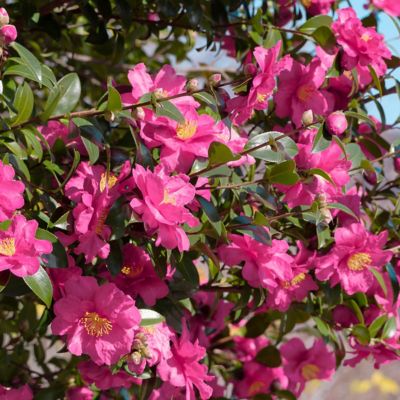 Image showing  3 gal. Potted White/Pink/Red Camellia Rose of Autumn Shrub Bush with Flowers