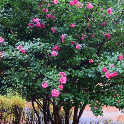 Image showing  3 gal. Potted White/Pink/Red Camellia Rose of Autumn Shrub Bush with Flowers