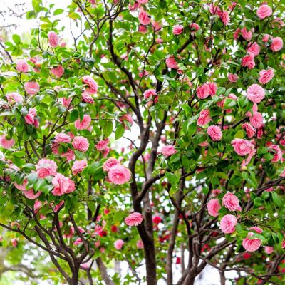 National Plant Network Camellia Shi Shi Shrub with Pink Flowers, 3 gal.