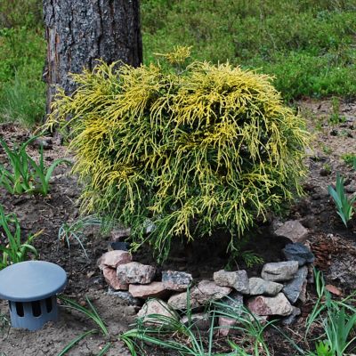 National Plant Network 3 gal. Gold Mop Cypress Shrub