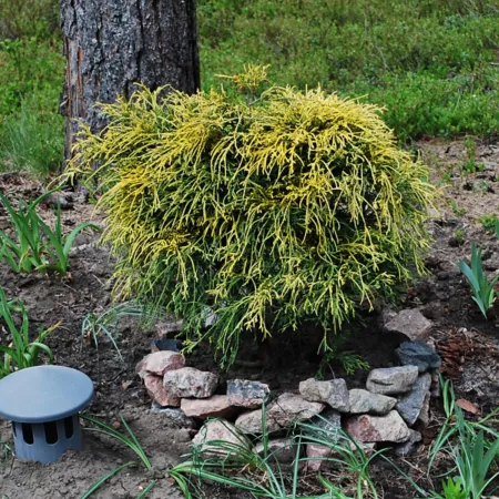 National Plant Network 3 gal Gold Mop Cypress Shrub Bushes