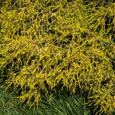Image showing  3 gal. Potted Yellow Gold Mop Cypress Shrub Bush