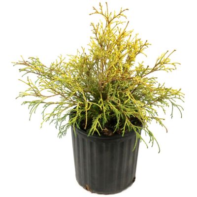 Image showing  3 gal. Potted Yellow Gold Mop Cypress Shrub Bush