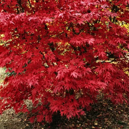 National Plant Network 2 gal Japanese maple emperor tree Trees