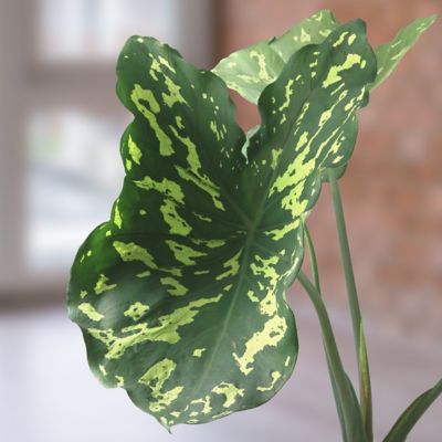 Image showing  5.5 in. Alocasia Hilo Beauty Annual Plant