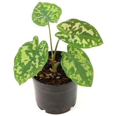 Image showing  5.5 in. Alocasia Hilo Beauty Annual Plant