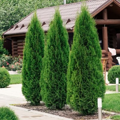 National Plant Network 2.5 in. Arborvitae Green Giant Shrub (6-Pack)