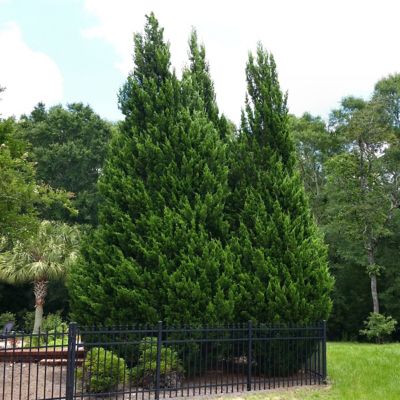 National Plant Network 2.5 in. Cypress Leyland Shrub (6-Pack)