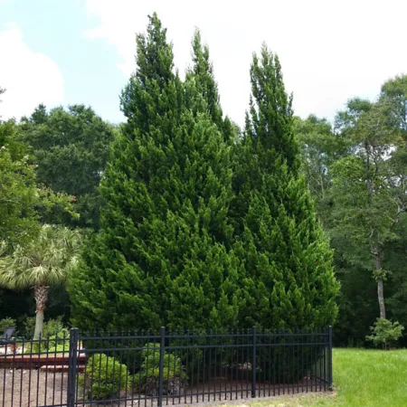 National Plant Network 2.5" Leyland Cypress Shrub (6-Pack) Bushes