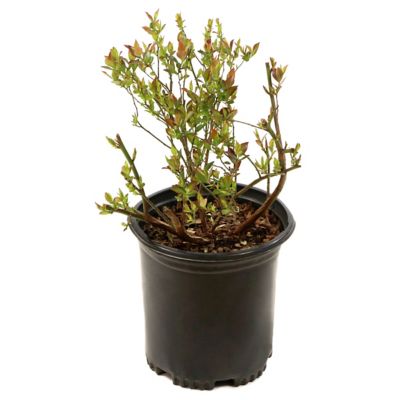 National Plant Network 1 gal. Bushel & Berry Blueberry Buckle Plant