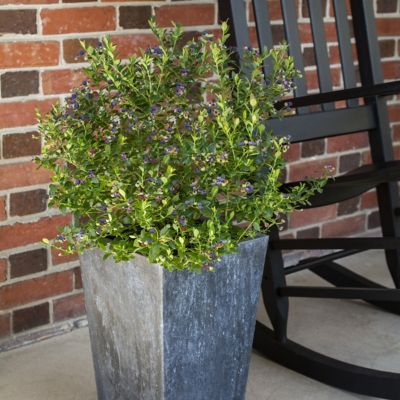 Image showing  1 gal. Bushel & Berry Blueberry Buckle Plant