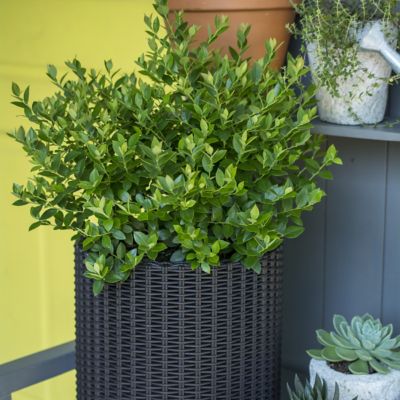 Image showing  1 gal. Bushel & Berry Blueberry Buckle Plant