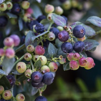 Image showing  1 gal. Bushel & Berry Blueberry Buckle Plant