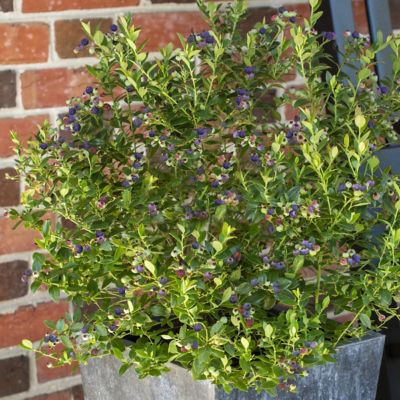 Image showing  1 gal. Bushel & Berry Blueberry Buckle Plant