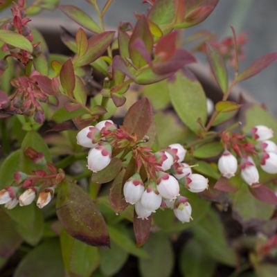 Image showing  1 gal. Potted Deep Red/Green Bushel and Berry Sapphire Cascade Blueberry Plant