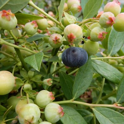 Image showing  1 gal. Potted Deep Red/Green Bushel and Berry Sapphire Cascade Blueberry Plant