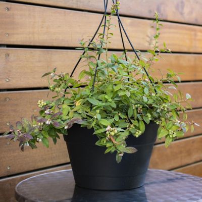 Image showing  1 gal. Potted Deep Red/Green Bushel and Berry Sapphire Cascade Blueberry Plant