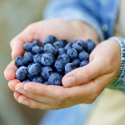 Image showing  1 gal. Potted Deep Red/Green Bushel and Berry Sapphire Cascade Blueberry Plant