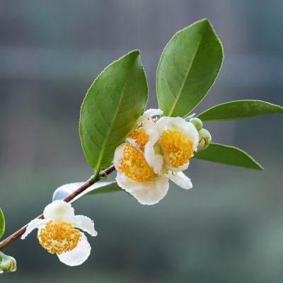 National Plant Network 3 gal. Camellia Sinensis Green Tea Shrub with White Flowers