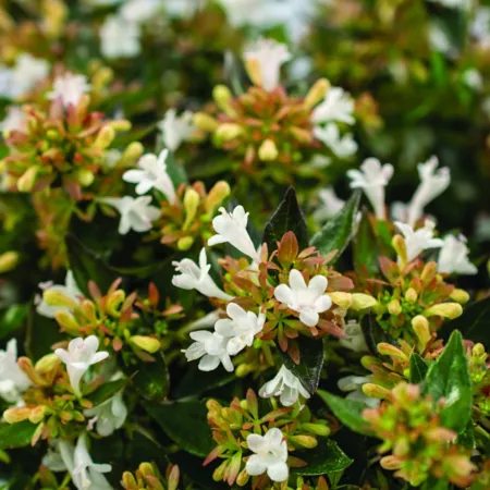 National Plant Network 3 gal Abelia Apple Perfection shrub with white flowers Bushes