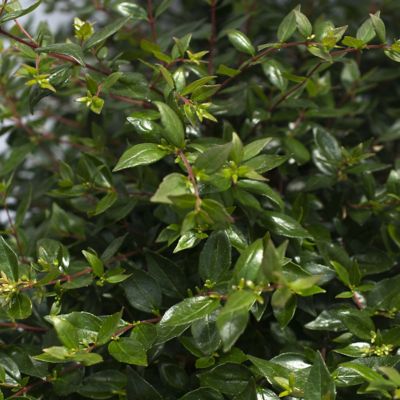 Image showing  3 gal. Abelia Apple Perfection Shrub with White Flowers