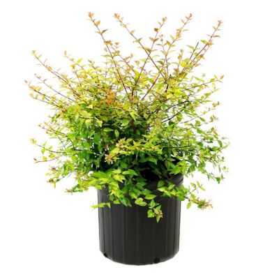 Image showing  3 gal. Abelia Apple Perfection Shrub with White Flowers