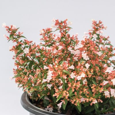 National Plant Network 3 gal. Abelia Raspberry Perfection Shrub with Pink Flowers