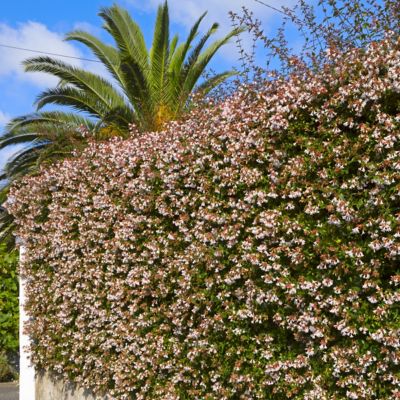 Image showing  3 gal. Abelia Raspberry Perfection Shrub with Pink Flowers