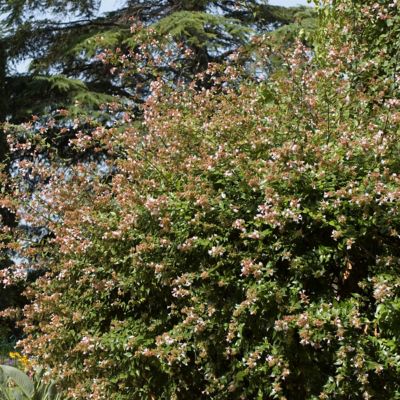 Image showing  3 gal. Abelia Raspberry Perfection Shrub with Pink Flowers