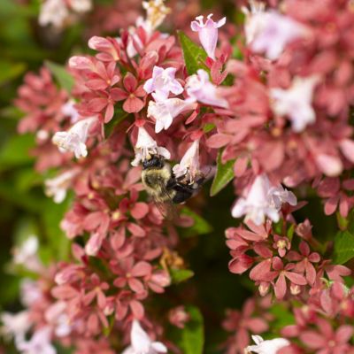 Image showing  3 gal. Abelia Raspberry Perfection Shrub with Pink Flowers