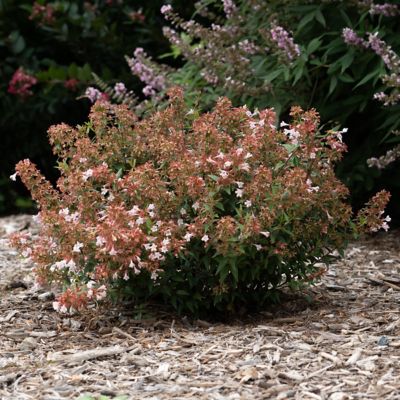 Image showing  3 gal. Abelia Raspberry Perfection Shrub with Pink Flowers