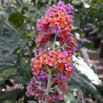 Image showing  3 gal. Buddleia Bicolor Shrub with Multicolor Flowers