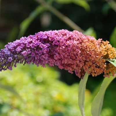 Image showing  3 gal. Buddleia Bicolor Shrub with Multicolor Flowers