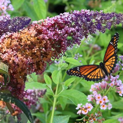 Image showing  3 gal. Buddleia Bicolor Shrub with Multicolor Flowers