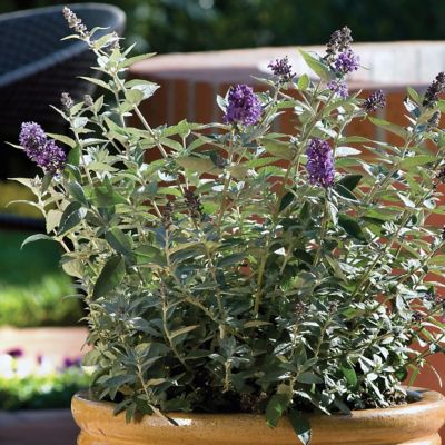 Image showing  3 gal. Buddleia Blue Heaven Shrub with Light Blue Flowers