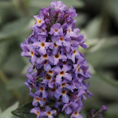 Image showing  3 gal. Buddleia Blue Heaven Shrub with Light Blue Flowers