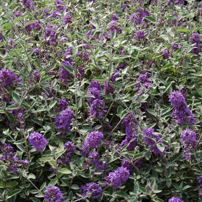 Image showing  3 gal. Buddleia Blue Heaven Shrub with Light Blue Flowers