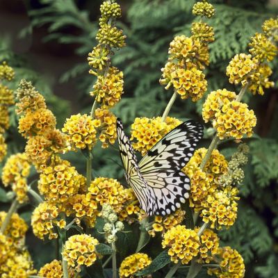 Image showing  3 gal. Buddleia Honeycomb Shrub with Yellow Flowers