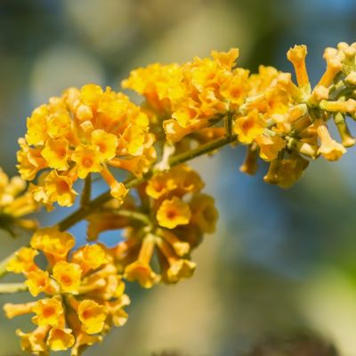 Image showing  3 gal. Buddleia Honeycomb Shrub with Yellow Flowers