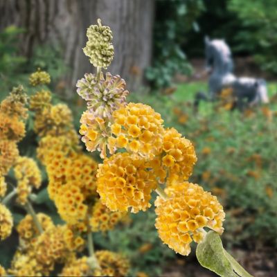 Image showing  3 gal. Buddleia Honeycomb Shrub with Yellow Flowers