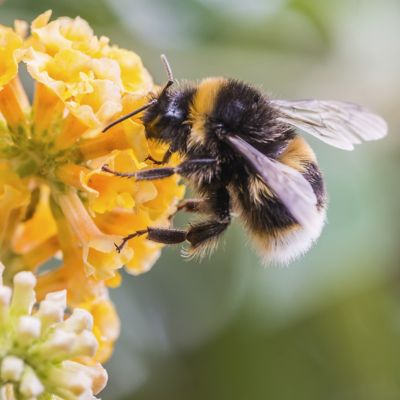 Image showing  3 gal. Buddleia Honeycomb Shrub with Yellow Flowers
