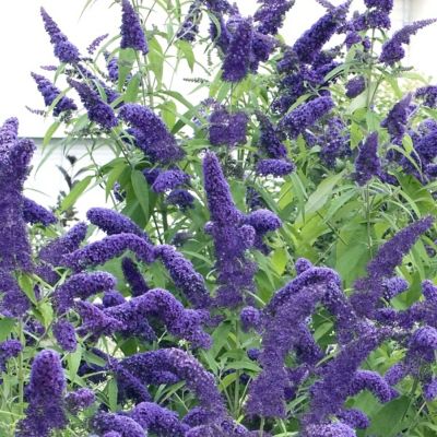 Image showing  3 gal. Buddleia True Blue Shrub with Blue Flowers