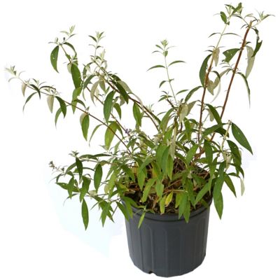 Image showing  3 gal. Buddleia True Blue Shrub with Blue Flowers