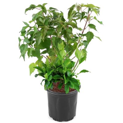 National Plant Network 1 gal. Lavender Hibiscus Chiffon Shrub Bush with Flowers