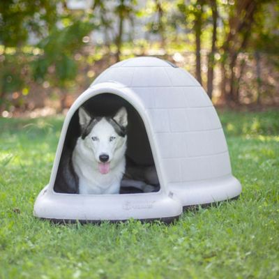 Dog boxes at outlet tractor supply